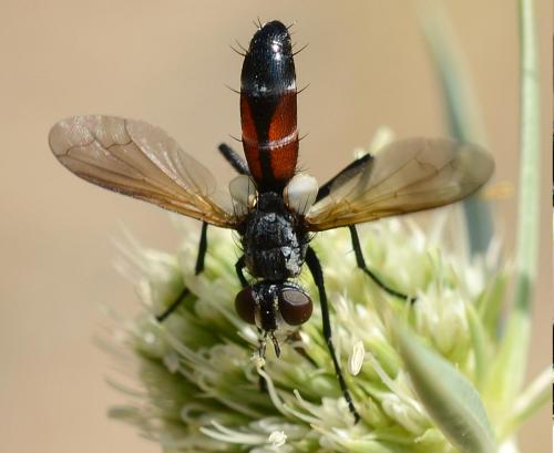 Réf. 211 139 : Cylindromyia auriceps